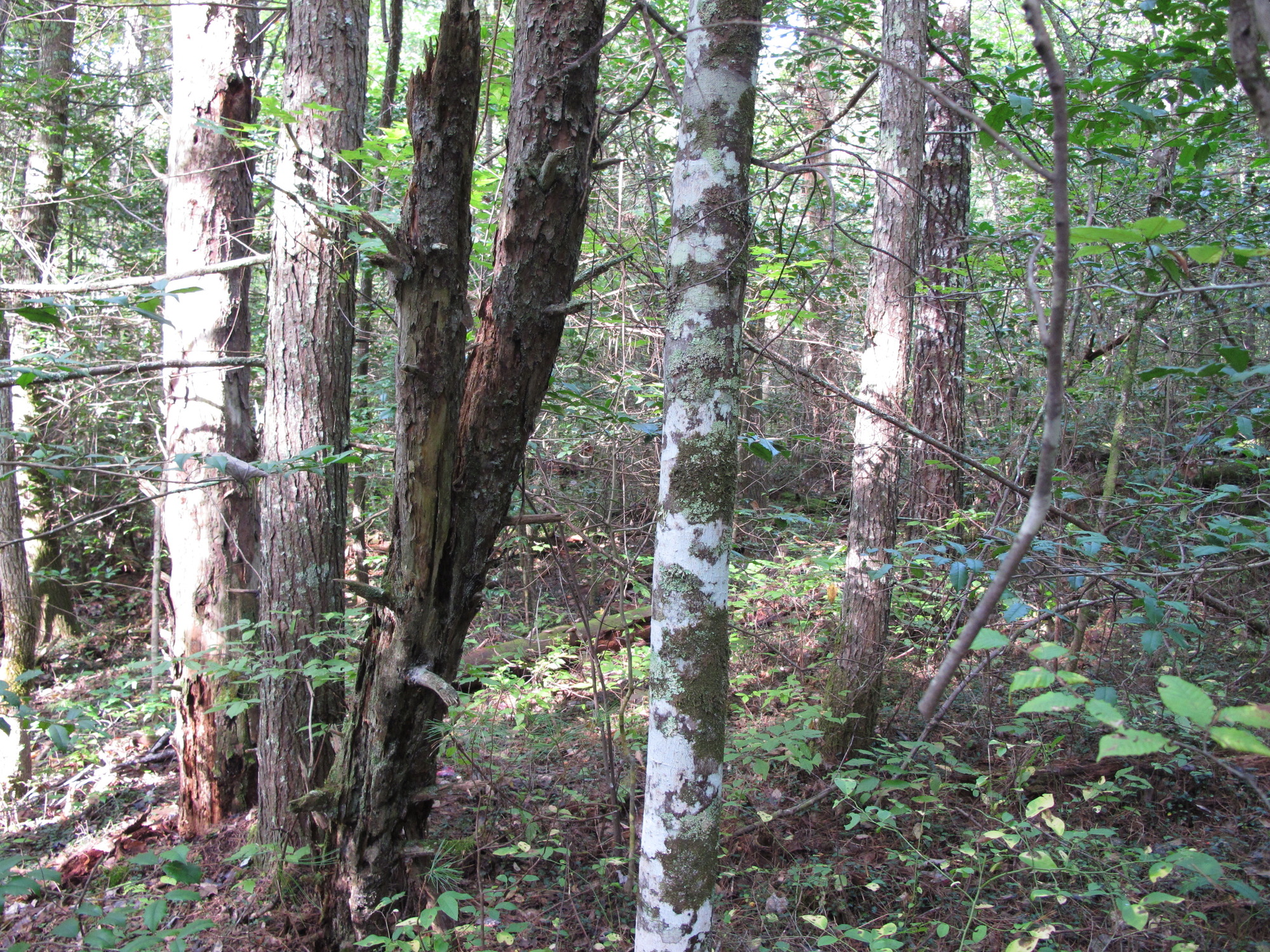 GRSM Accuracy Assessment. Plot Code: GRSM_AA_0374_5