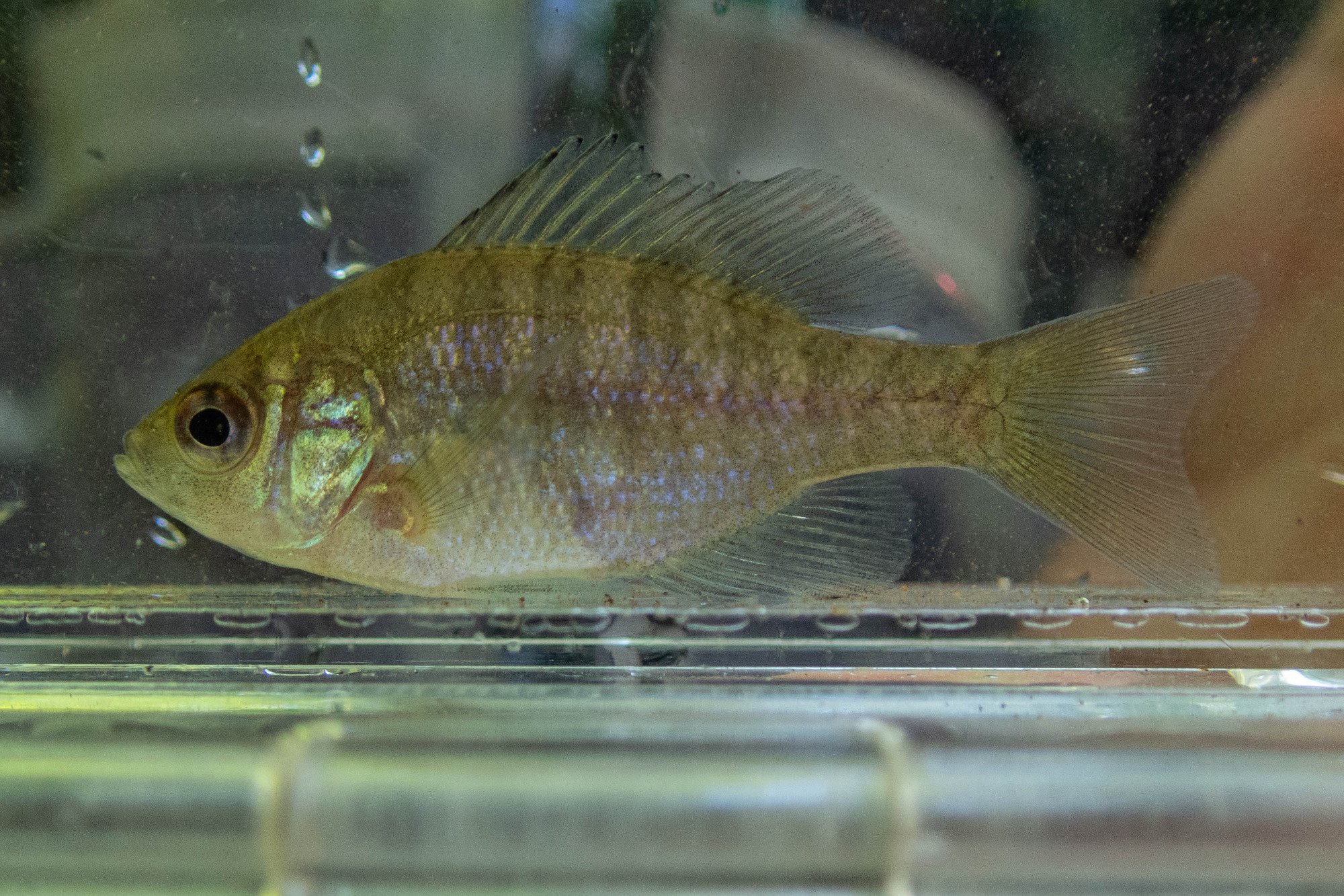 Lepomis macrochirus (bluegill) - full body, juvenile