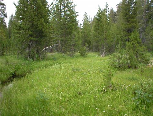Sheep Camp Meadow in July 2003, Sequoia and Kings Canyon National Park