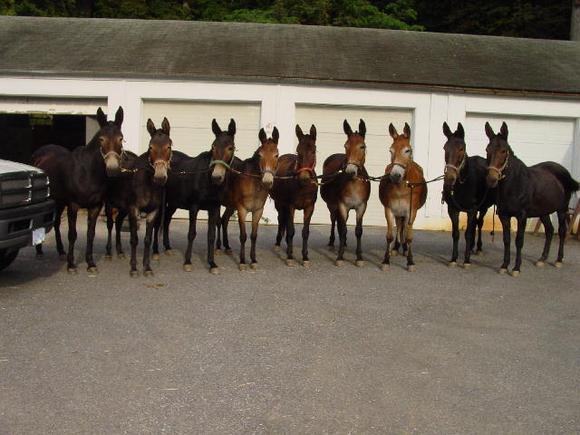 Nine mules standing in front of a white barn. 