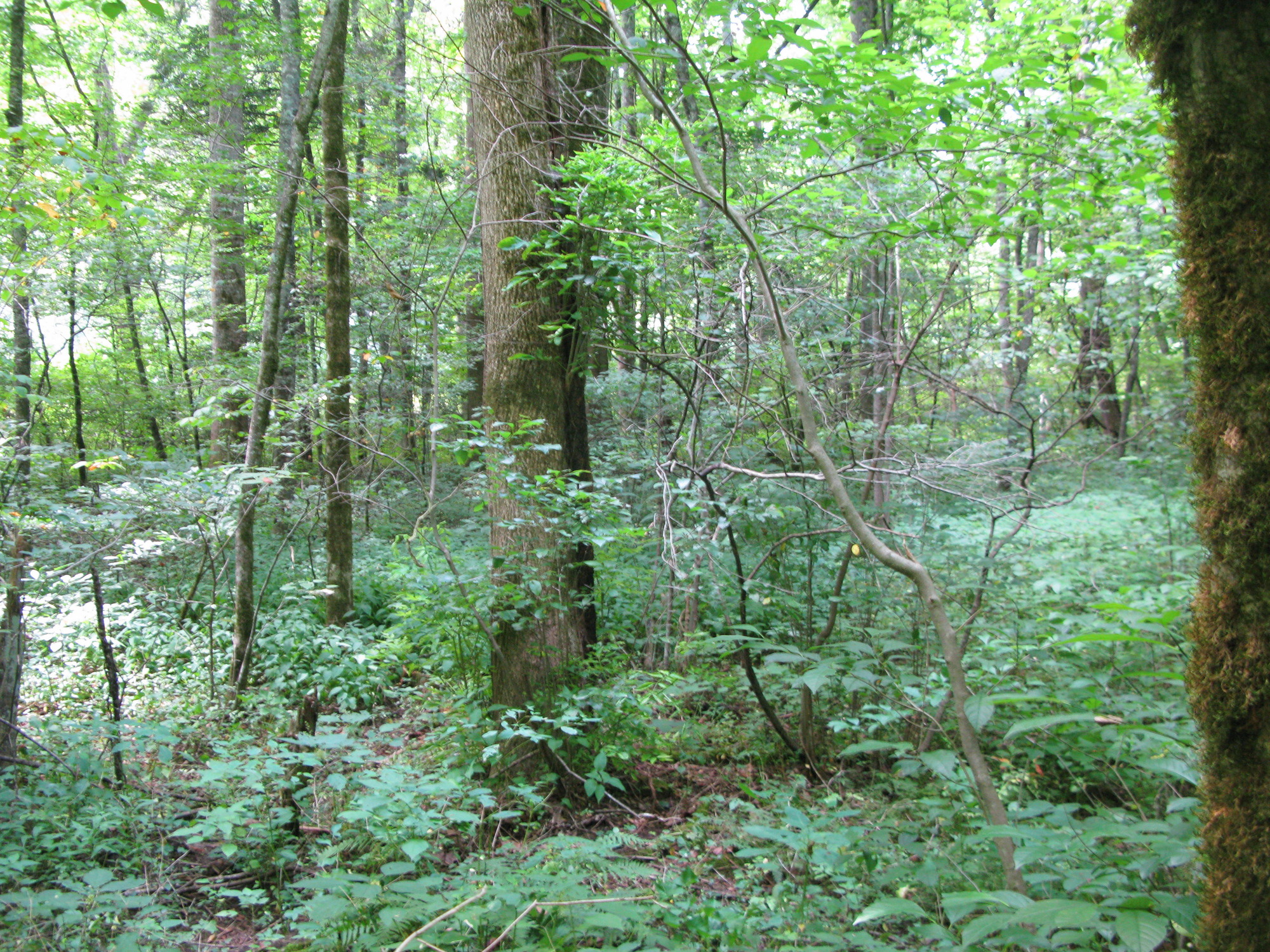 GRSM Accuracy Assessment. Plot Code: GRSM_AA_0849_5