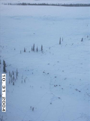 3 Gates of the Arctic National Park and Preserve Koyukuk Moose Survey 2004