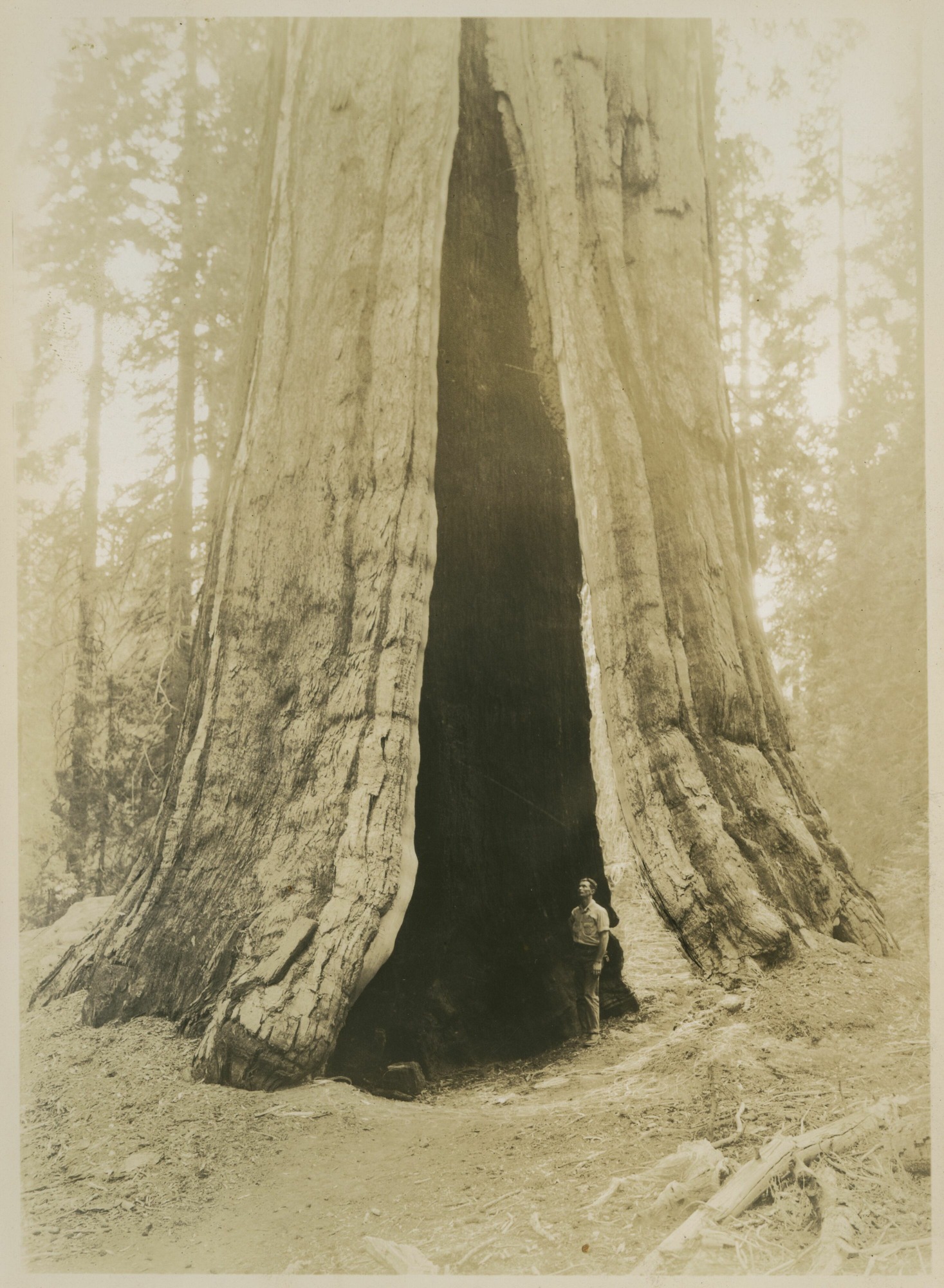 SEKI Roberts Collection Series: 3 Prints; 1 Small; 13 Sequoias