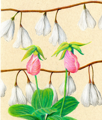 drawing of pink flowers with green leaves and stems with white bell shaped flowers hanging from branches in background
