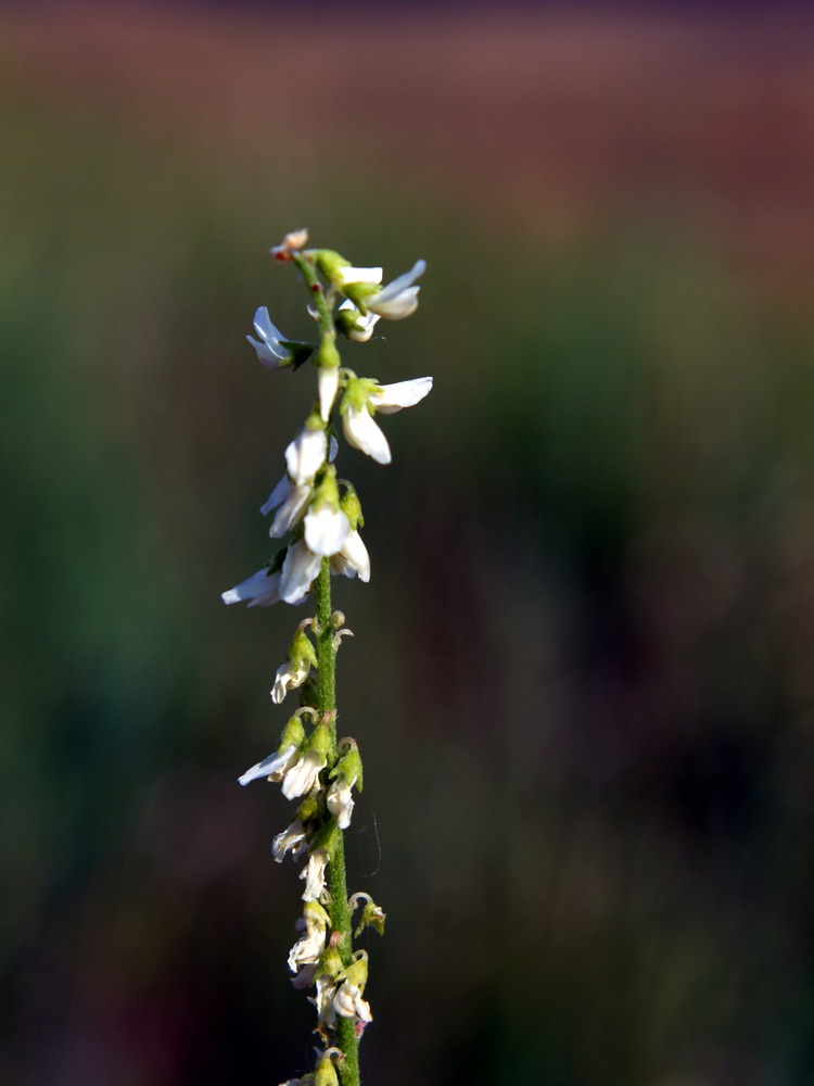 White Sweetclover, Melilotus alba