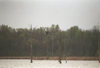 ARPO Animals bald eagle BaldEagle4. 