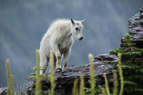 Young mountain goat kid standing on a rock