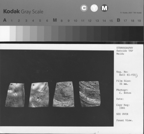 Copy Neg: 1981. Front view. "Four abalone Shell ornaments over looked when Blind Tommy (a Nisenan-Maidu) was buried. Found in the ruins of his cabin (1932)." San Diego Museum of Man Cat. No.'s 1968-98-1A-D. Work of Tom Cleanso, a Nisenan (s. Maidu) of Sacramento, the last native resident of Site Sac-192, "Kadeno". He was well-known for his abalomne shell work, even though he was blind.