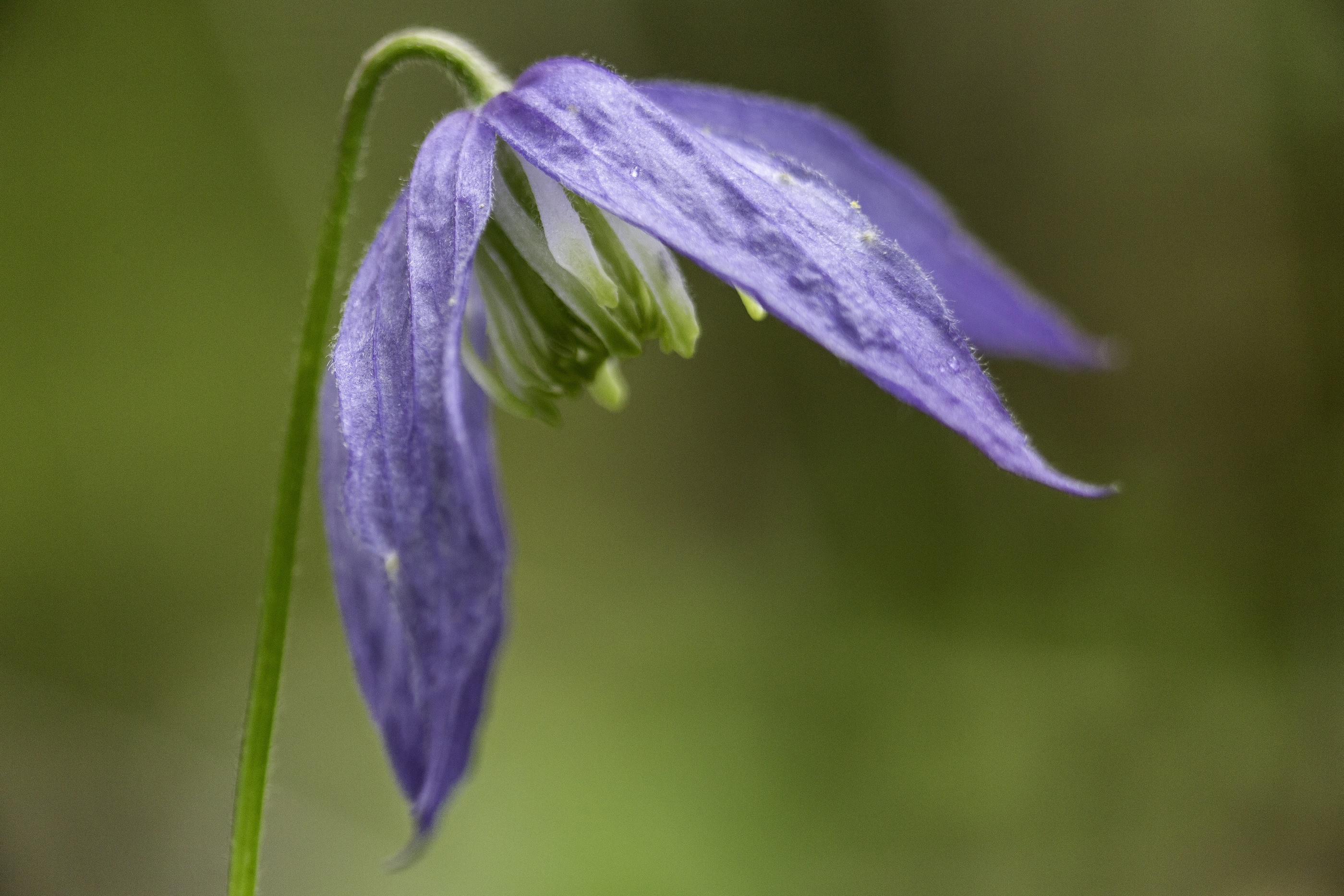 Purple nodding flower