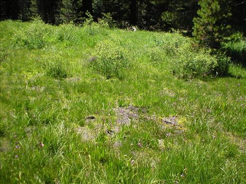 Wet meadow conditions at Austin Trail Camp, Sequoia and Kings Canyon National Park