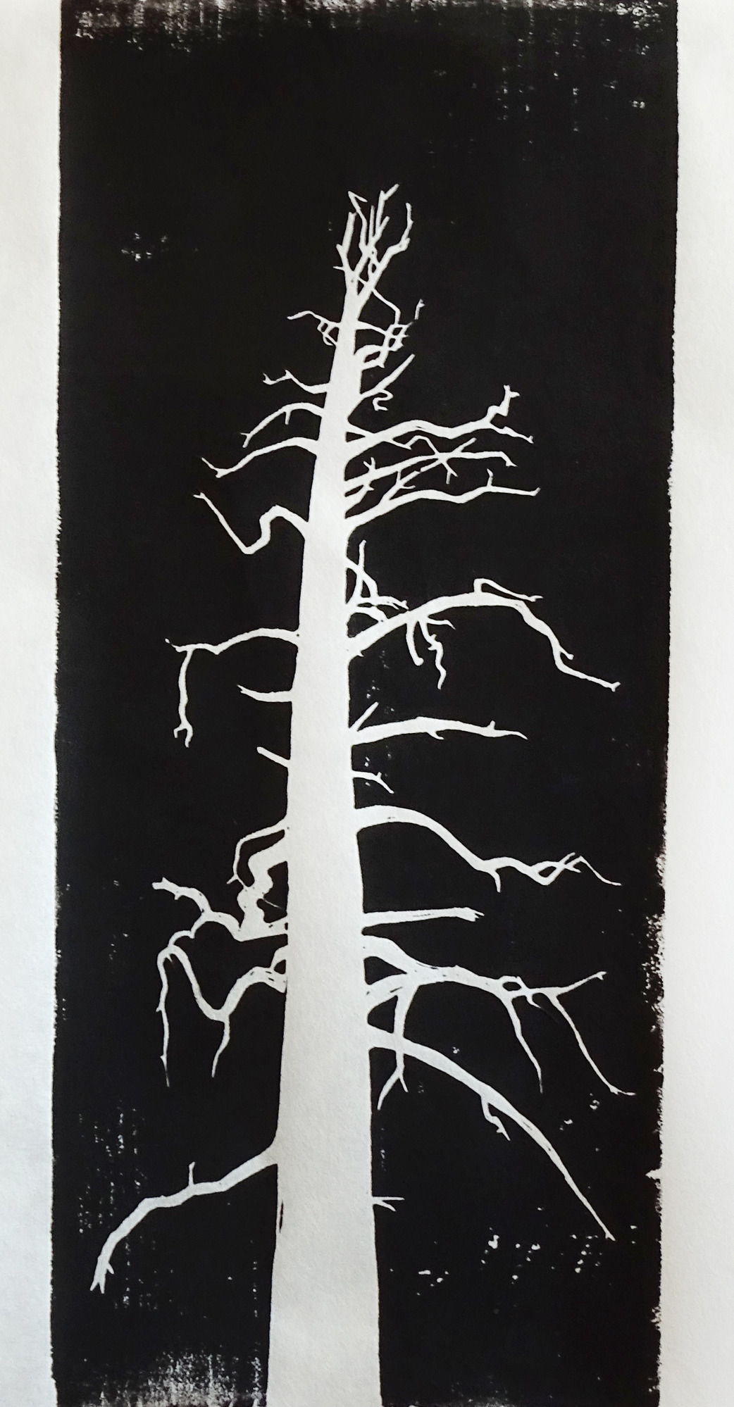 A tall white tree stands in contrast to a pitch black background. The tree is seemingly dead, with short branches and no leaves in sight.