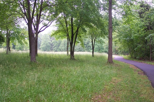 Grass and trees on a hill on the left and a paved walking path on the right