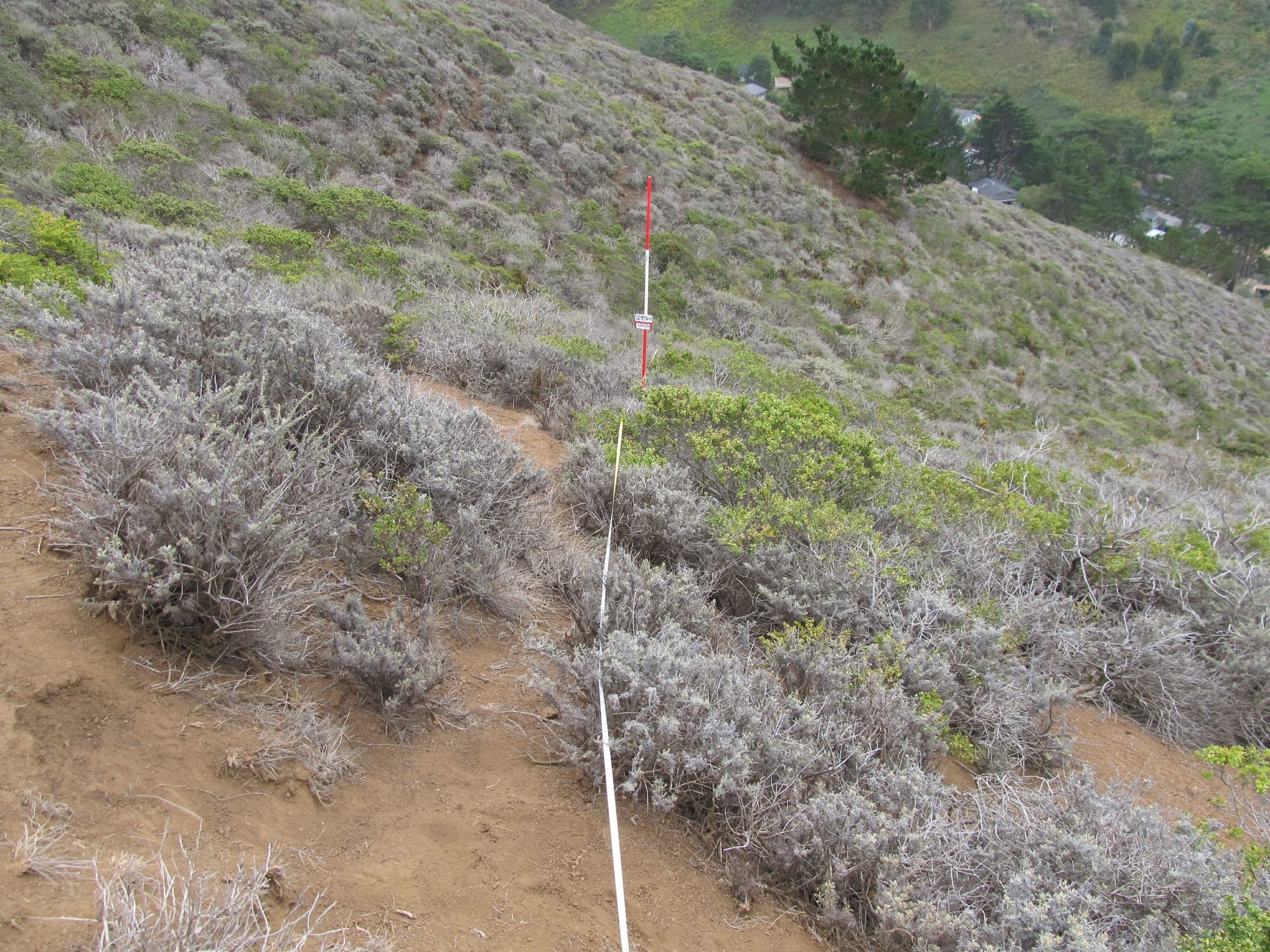 Eye-level view from the center point of a plant community monitoring plot