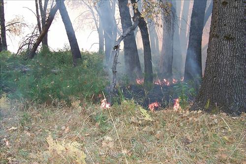 Fire in progress at El Capitan prescribed burn, 2000, Yosemite National Park