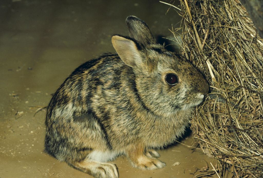 Image of Sylvilagus obscurus, a species of rabbit