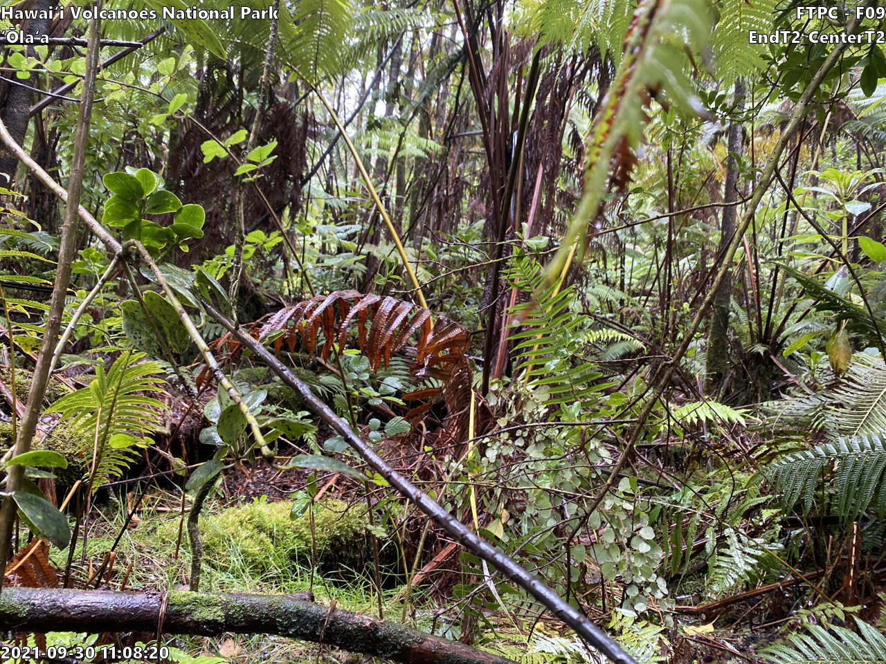 Eye-level view of plant community at monitoring site