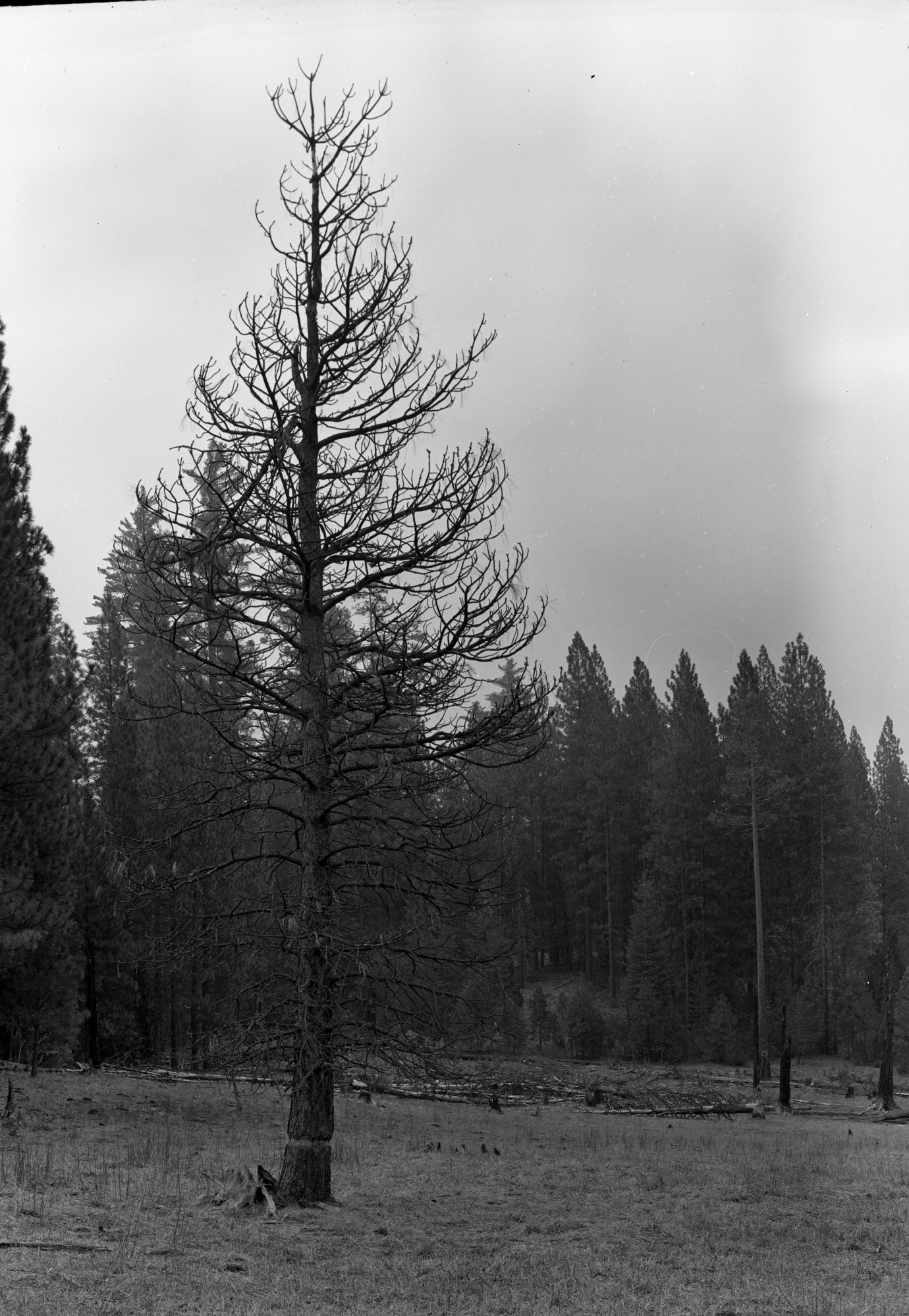 Tree girdled at Cuneo place
