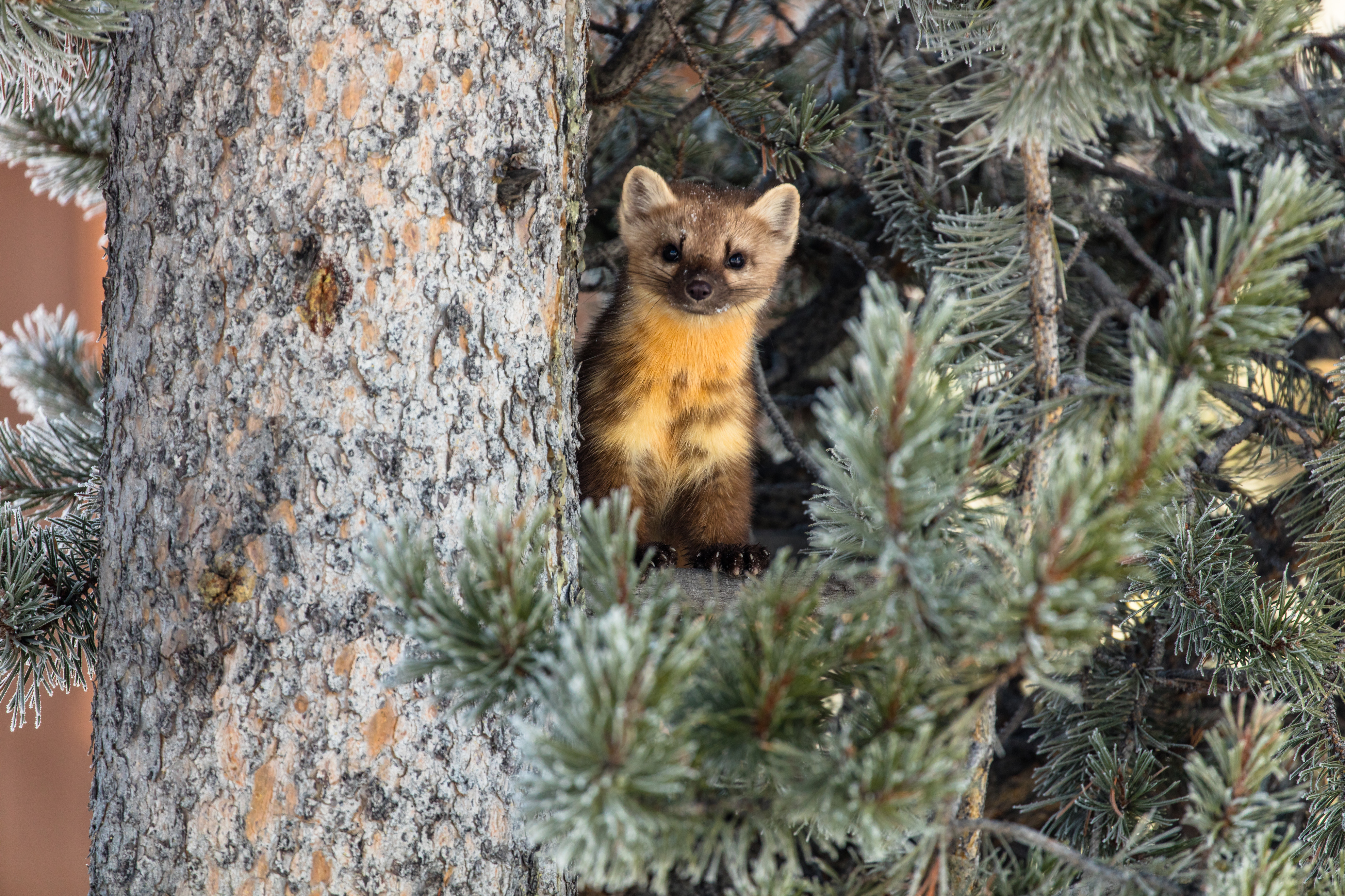 Marten stands on a branch next to the tree trunk of a lodgepole pine.
