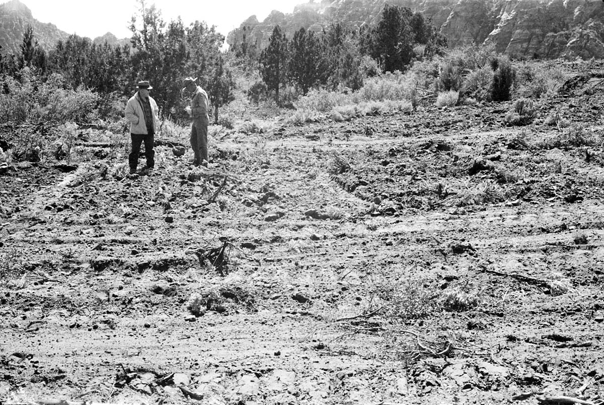 BW photo of the 1937 grazing study 35MM.