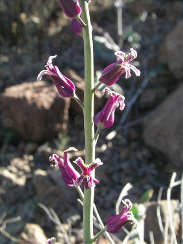 Streptanthus carinatus. Big Bend National Park, Route 13, mile 15. February 2004