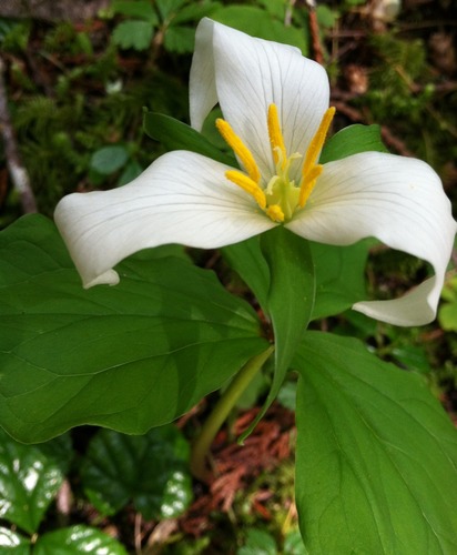 A large flower with three white petals framed by three green bracts at the top of a single stem with three leaves. 