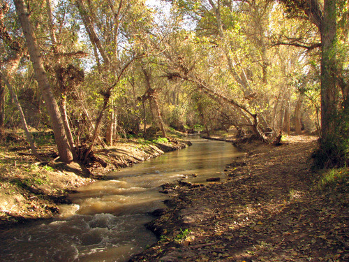 meandering stream and leaf-littered trail