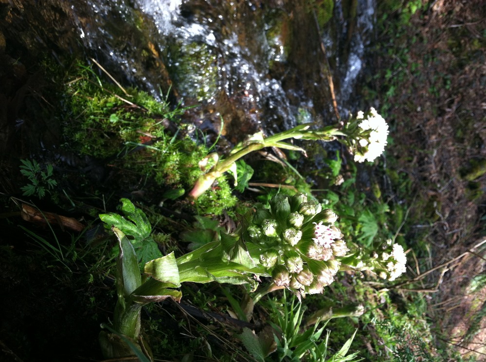 Several plants, topped in round clusters of pinkish-white blooms, grown along the edge of a small creek. 