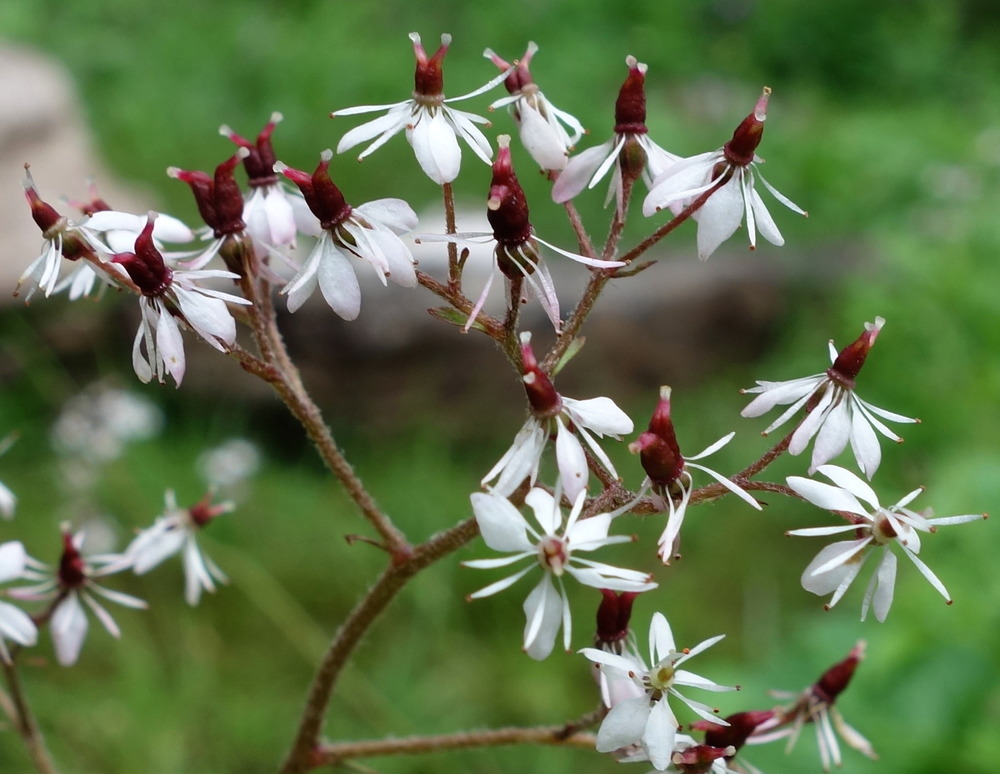 A cluster of white blooms with reddish pistils on a multi-branched stem. 