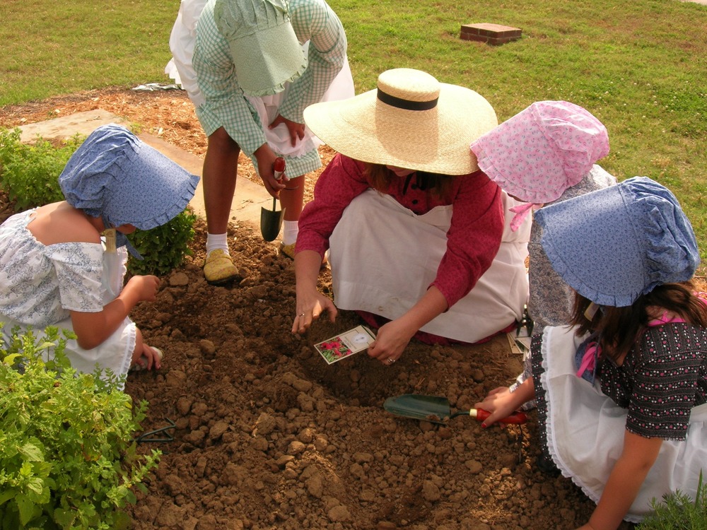 Planting 1860's Amish Cockscomb.