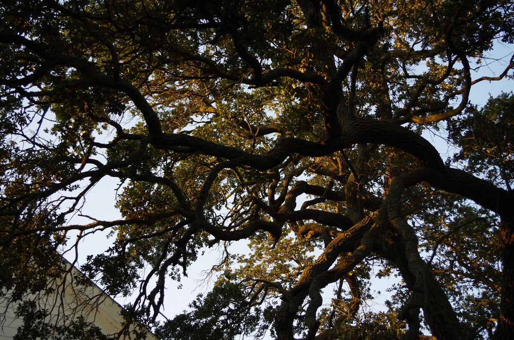a live oak's branches reach towards the light of the rising sun
