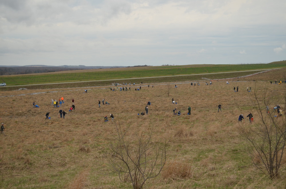 Planting teams spread out across the hillside