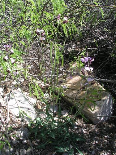 Streptanthus cutleri. Big Bend National Park, Tunnel. March 2004