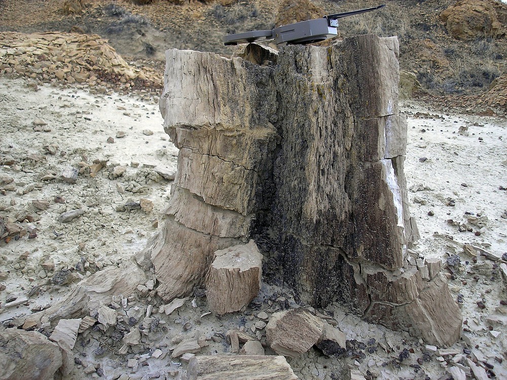 Petrified tree stump