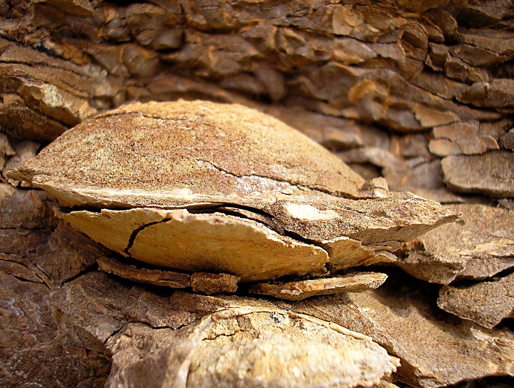 Bivalve fossil in Cliffhouse Sandstone