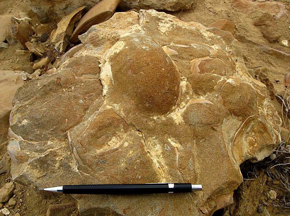 Inoceramus casts and shells in Cliffhouse Sandstone.