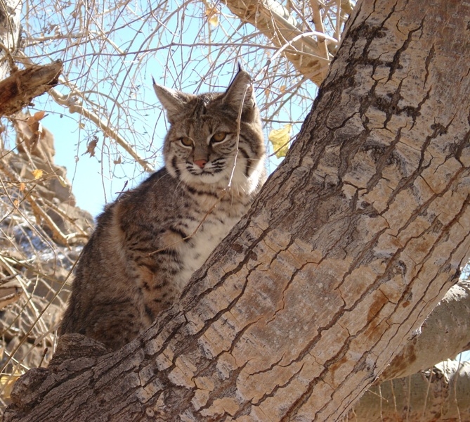 Photo of bobcat in cottonwood tree. Scientific name: Lynx rufus.