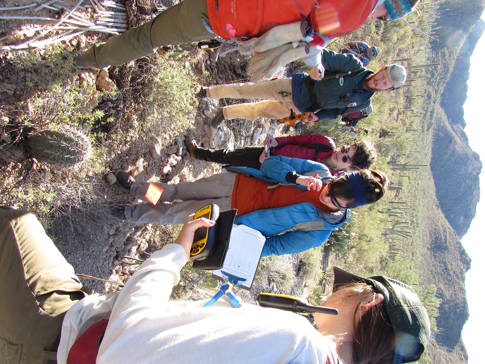 Members of AZCC survey saguaros