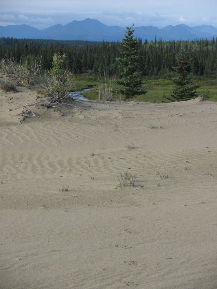 Wolf tracks on the Great Kobuk Sand Dunes