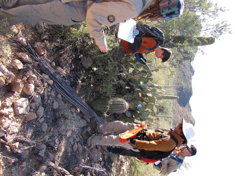 Members of AZCC survey saguaros