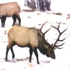 Elk in snow