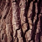 Cottonwood Bark
