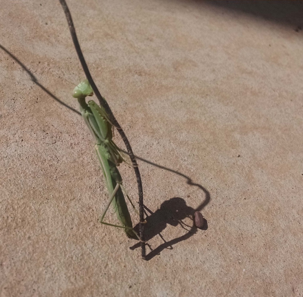 praying mantis standing upright