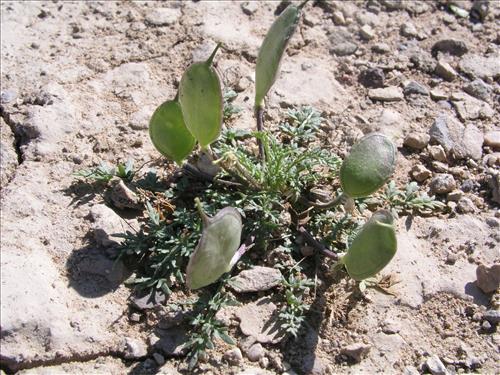 Selenia dissecta. Big Bend National Park, Dog Flat. February 2005