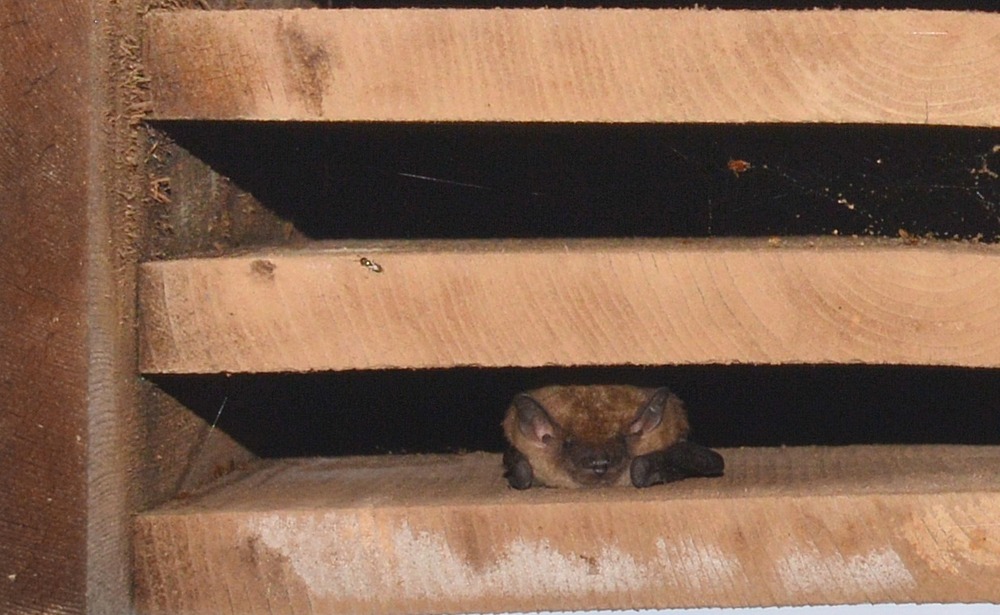 bat