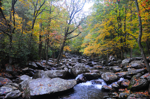 Trees with yellow leaves line a small, boulder-filled river.