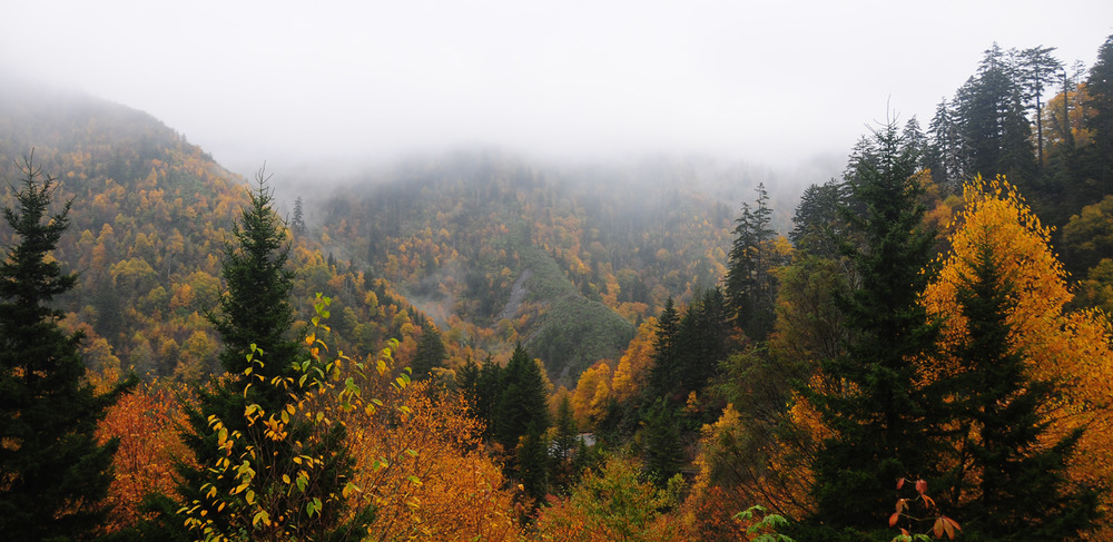 Fall colors on mountainsides are muted by fog