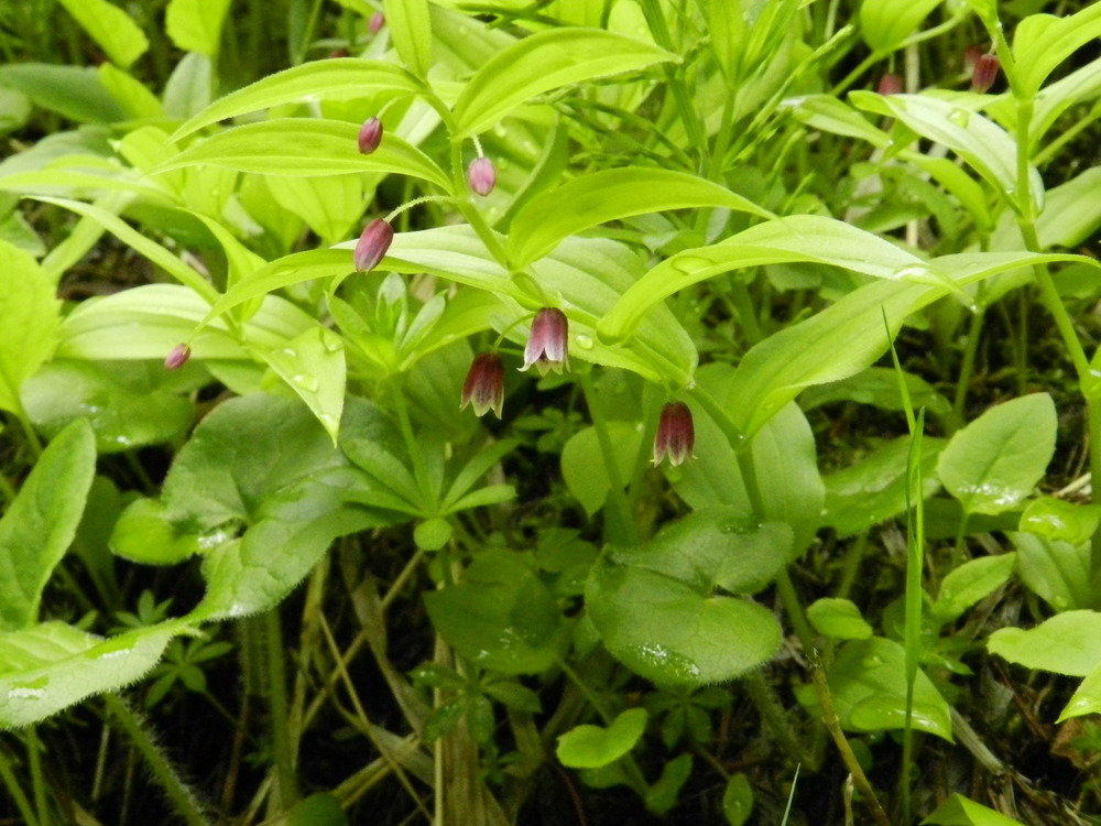 Several bell-like reddish blooms hang from a leafy stem. 