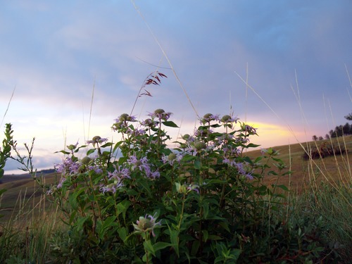 Wild Bergamot at Sunrise