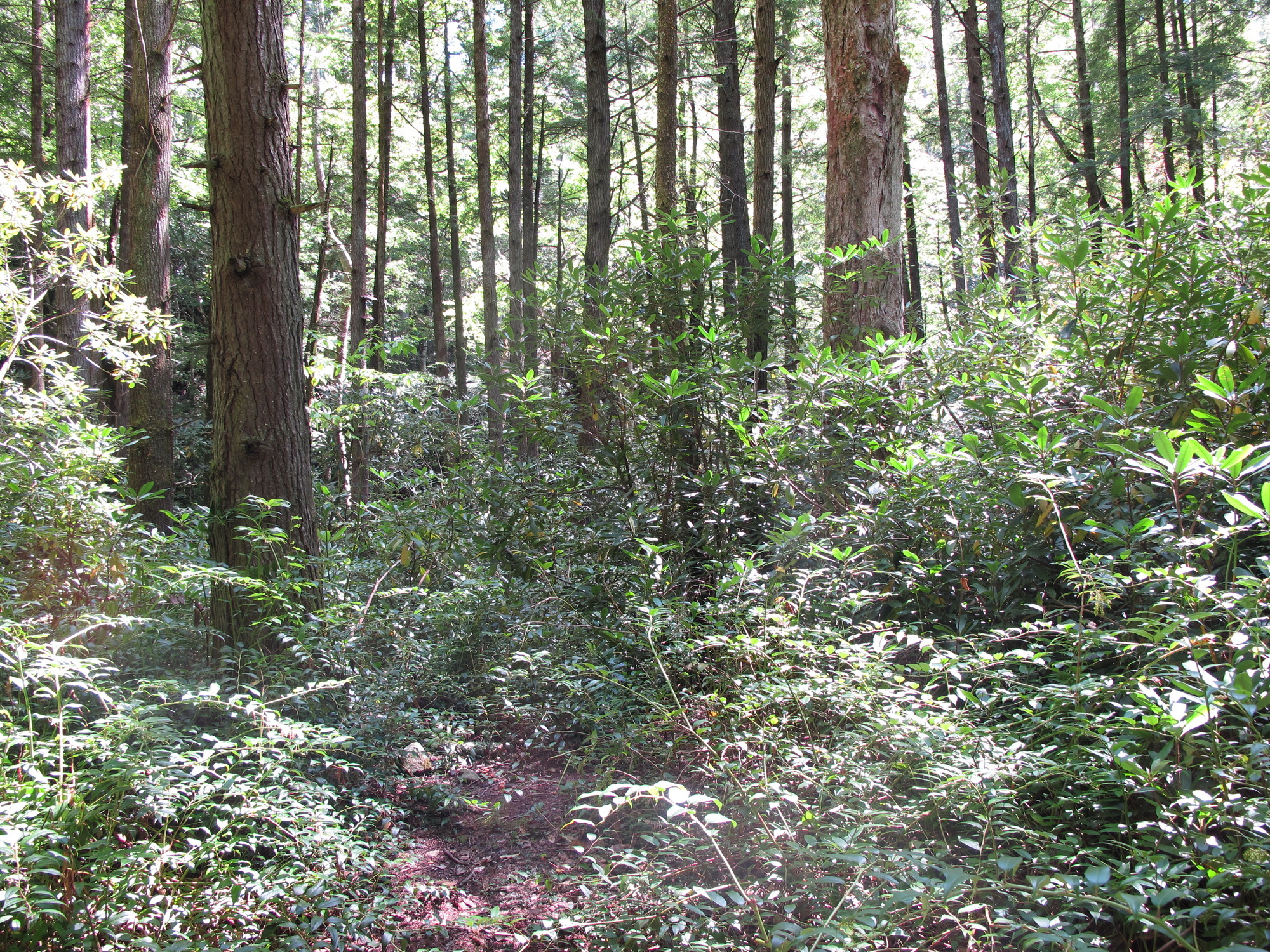 GRSM Accuracy Assessment. Plot Code: GRSM_AA_0273_6