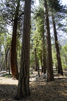 four trees stand in a oval shape, behind them are more trees. 